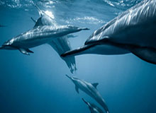 国米过去一年打入108球 几乎一半都在最后半小时